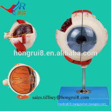 ISO Advanced Eyeball Model, Anatomical Eye model